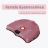 Far-infrared red light Female Dysmenorrhea Treatment instrument